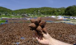 Kahramanmaraş’ta kızılçam tohumları sahaya hazırlanıyor