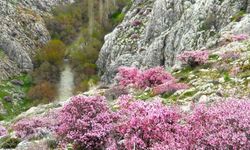 Hurman Çayı çevresinde yabani bademler pembe çiçek açtı