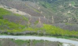 Kahramanmaraş’ta ormanlar baharla canlandı