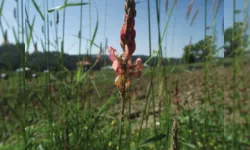 Yalnızca Kahramanmaraş dağlarında yetişen o bitki
