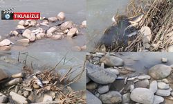 Kahramanmaraş’ta balıklar ölüyor, önlem alınacak mı?