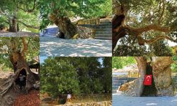 Kahramanmaraş’ın zamana meydan okuyan devleri