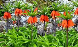 Kahramanmaraş’ta O Çiçeği Koparmanın Cezası 700 Bin TL