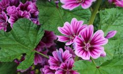 Kahramanmaraş’ta Ebe Gümeci Yüzünü Gösterdi