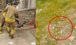 Kahramanmaraş’ta bahçede görülen yılan korkuttu: İşte o anlar