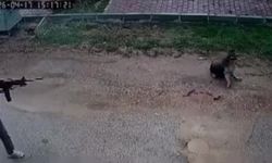 Kavga eden sokak köpeklerine tüfekle ateş edip bir köpeği öldürdü
