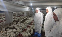 Kahramanmaraş’ta Kanatlı İşletmelerine Sıkı Denetim