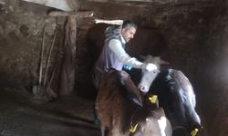 Kahramanmaraş’ta Şap Hastalığına Karşı Seferberlik