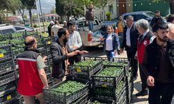 Kahramanmaraş’ta Çiftçiye Dev Destek 650 Bin Fide Ücretsiz Dağıtıldı