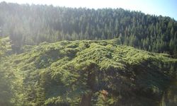 Karadeniz’i aratmayan Kahramanmaraş’taki o yayla