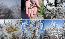 Kahramanmaraş’ta Zirai Don Alarmı Verildi