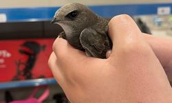 Kahramanmaraş’ta Ebabil Kuşu Görüntülendi