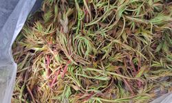 Kahramanmaraş’ın Şifası Işkın Tezgahlarda; İşte Fiyatı