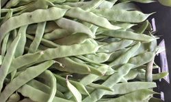Kahramanmaraş’ta Yeşil Fasulyenin kilogram fiyatı dikkat çekiyor