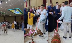Damada düğünde altın yerine buzağı verildi