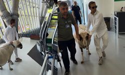 Bayramda keseceği koçla teleferik keyfi yaptı!