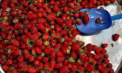 Kahramanmaraş’ta Çilek Hasadı Başladı, İşte Fiyatı