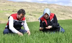 Yağışlar nedeniyle tarımda 'sarı pas' alarmı