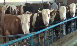 Kurban kesiminde zoonotik bulaş uyarısı; kuduz, tetanoz ve orf hastalığına dikkat