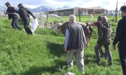 Kurban keserken kalp krizi geçirip öldü