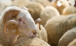 Dulkadiroğlu’nda kurban satış yeri belli oldu