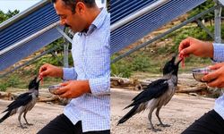 Kahramanmaraş'ta yaralı kargayı eliyle besledi