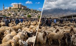 Gaziantep’te kurbanlık fiyatları Kahramanmaraş’tan ucuz açıklandı