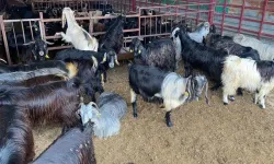 Kahramanmaraş’ın çevre illerinde kurbanlık fiyatları ne kadar?