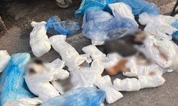 33 ölü kedi olayında gözaltına alınan veteriner, tutuklama talebiyle mahkemeye sevk edildi