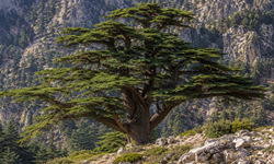 Kahramanmaraş’ta bulunan ağaç türleri