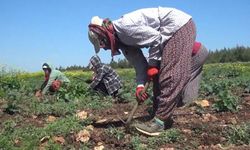 Kahramanmaraş’ta mevsimlik işçi göçü başladı