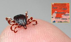 Yaz Geldi, Kene Tehlikesi Büyüdü: Kahramanmaraş Risk Haritasında