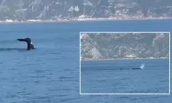 Akdeniz'de balina görüldü