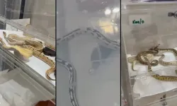 Evde izinsiz beslenen 42 yılana el konuldu