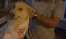 Çuvala koyulan köpeği, hayvansever kadın kurtardı