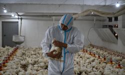 Kahramanmaraşlı genç girişimcilerin tavuk çiftliği kurma hayali devlet desteğiyle gerçek oldu