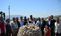 Kahramanmaraş'ta sarımsak hasadı etkinliği düzenlendi