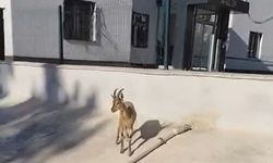Kahramanmaraş'ta dağ keçileri sitenin bahçesine kadar indi