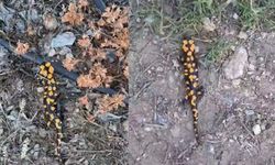 Kahramanmaraş'ta benekli semender görüntülendi
