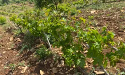 Kahramanmaraş’ta Yaprak Sezonu Açıldı, Sarma Mesaisi Başladı