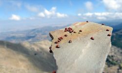 Kahramanmaraş'ta yılın iki ayında binlerce uğur böceği bu tepede toplanıyor
