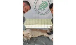 Koruma altındaki yaban keçisini yaralayan avcıya 1,2 milyon lira ceza