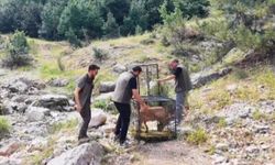 Kahramanmaraş'ta yaralı dağ keçisi tedavisinin ardından doğaya bırakıldı