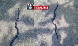 Kahramanmaraş'ta kara yılan görüntüledi