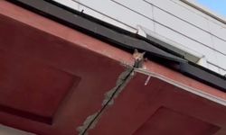 Kahramanmaraş Şehir Hastanesi’nde mahsur kalan kedi yardım bekliyor