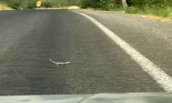 Kahramanmaraş'ta bukalemuna yol veren sürücü güldürdü