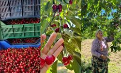 Andırın'da Çığşar kirazında hasat başladı