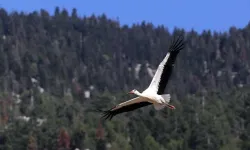 Kahramanmaraş Andırın’da doğanın sesi yankılanıyor