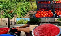 Kahramanmaraş’ta Domates Salçası Yapımına Başlandı
