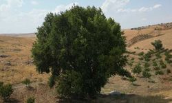 Kahramanmaraş'ta 300 yıllık kavak ağacı